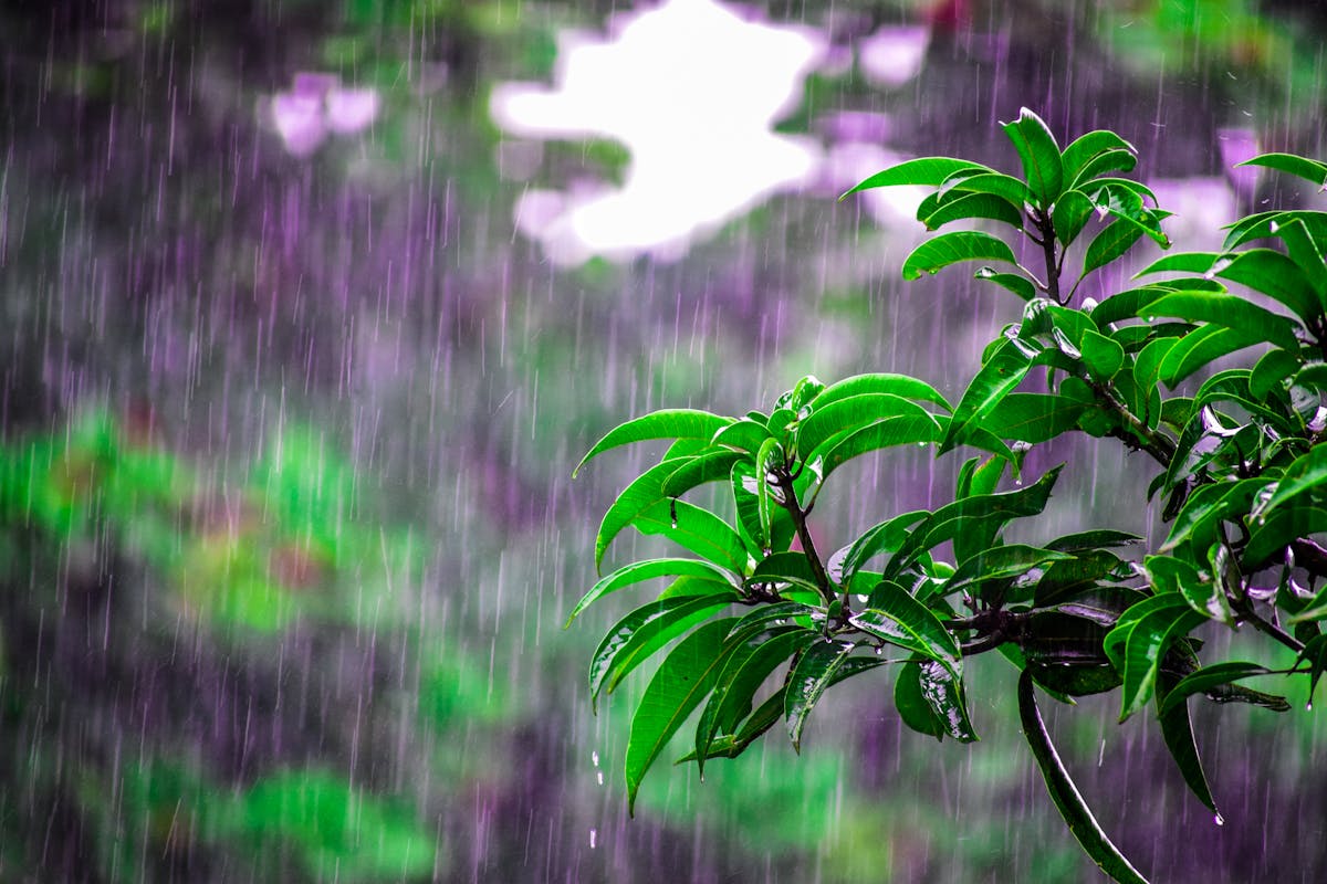 梅雨の雨が降る緑の葉と窓の景色｜梅雨だるが抜けない30代女性のイメージ